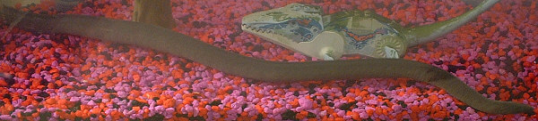 Original Caecilian Worm