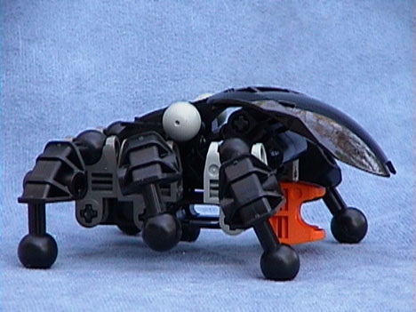 Bulbous-nosed Beetle