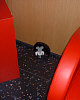Toy Fair Showroom Mousehole (Hidden In The Corner)