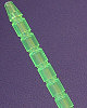 http://www.collectinghq.com/tn/0002871.jpg