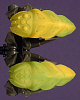 KRAATA Color Chart