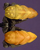 KRAATA Color Chart
