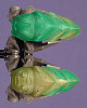 KRAATA Color Chart