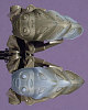 KRAATA Color Chart