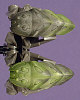 KRAATA Color Chart