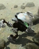Still frame from movie included on PAHRAK-KAL Mini CD-ROM
