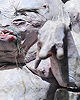 Jabba's Early Concept Model